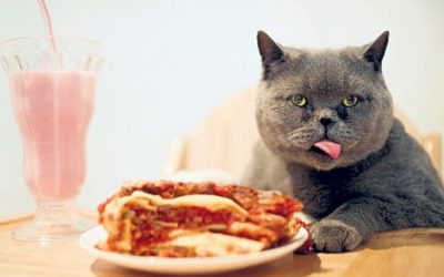 Alimentação para Gatos – Dicas e Cuidados