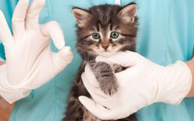 Série – Visitando o Veterinário – 3ª parte