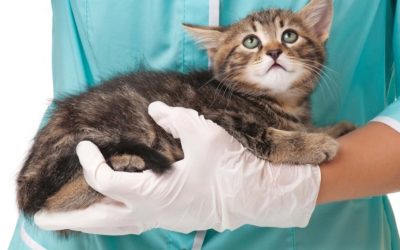 Série – Visitando o Veterinário – 1ª parte