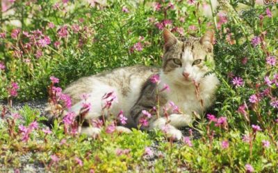 Erva-gateira para noites mais tranquilas