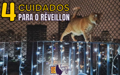 Cuidados especiais para o gato não sofrer no Réveillon