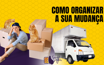 Mudança com gatos: Como realizar a mudança passo a passo evitando estresse e fugas do gatinho