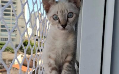 Qual tela usar para gatos filhotes?